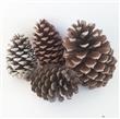 Piñas deco 4u